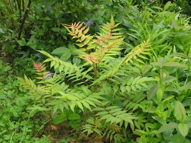 Sorbaria